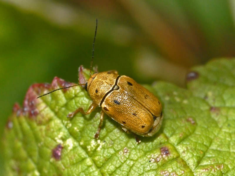 Cryptocephalus octomaculatus, Chrysomelidae